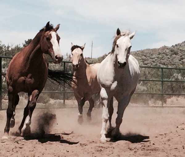 why horses - Crossroads Corral pic