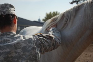 Military pic and horse
